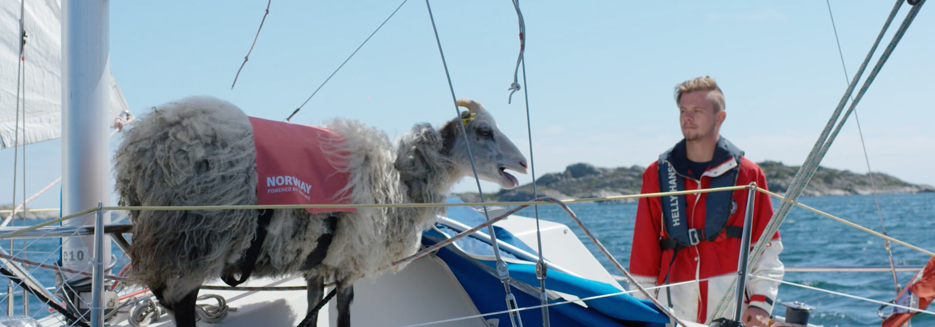 sheep with a view